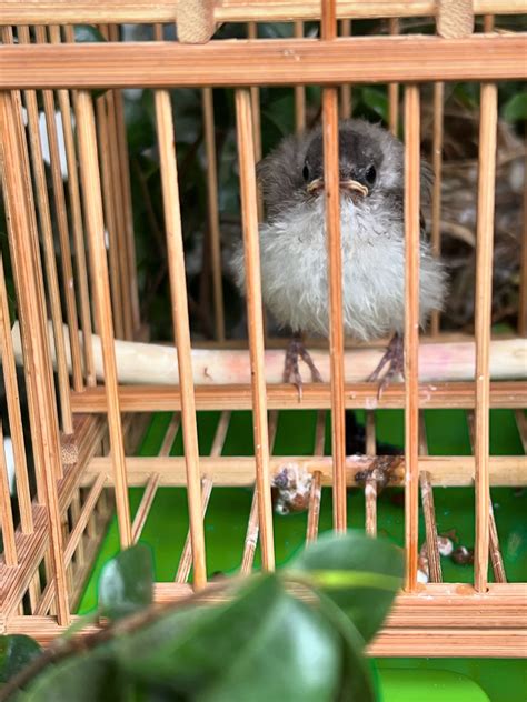 家裡鳥巢|鳥巢看鳥的個性…